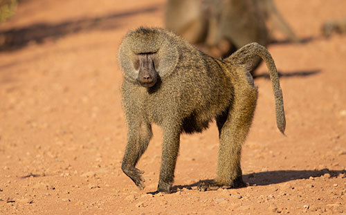 Baboon