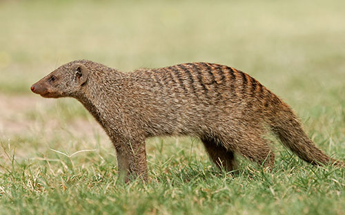 Banded Mongoose