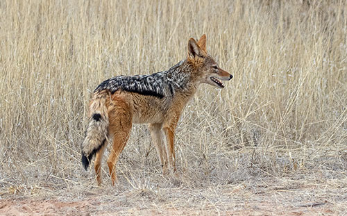 Black Back Jackal