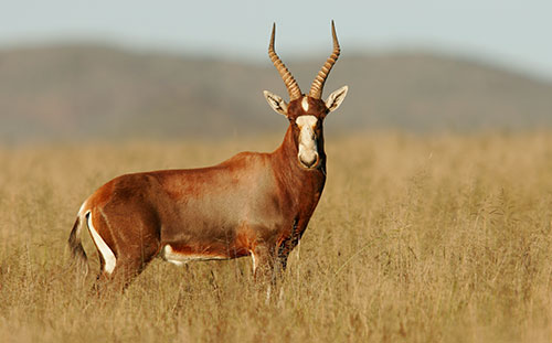 Blesbuck
