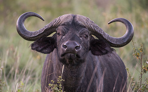 Buffalo