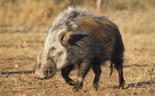 Bush Pig