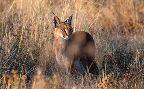 Caracal