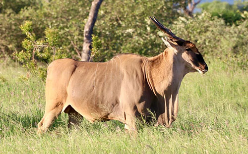 Eland