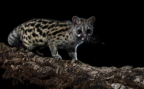 Genet