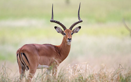 Impala