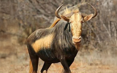 King Wildebeest