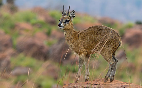 Klipspringer