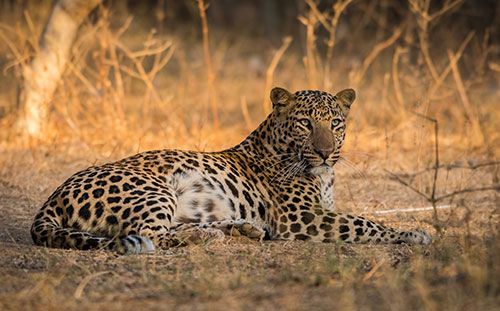 Leopard