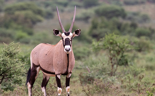 Oryx