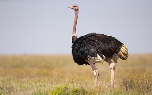 Ostrich