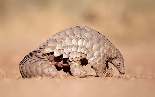 Pangolin