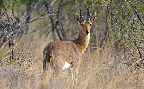 Mountain Reedbuck