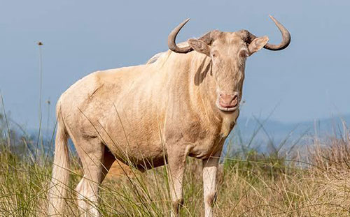 Royal Wildebeest