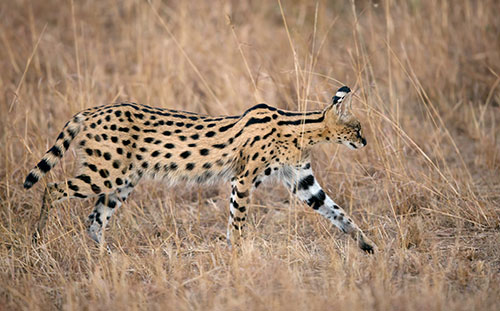 Serval