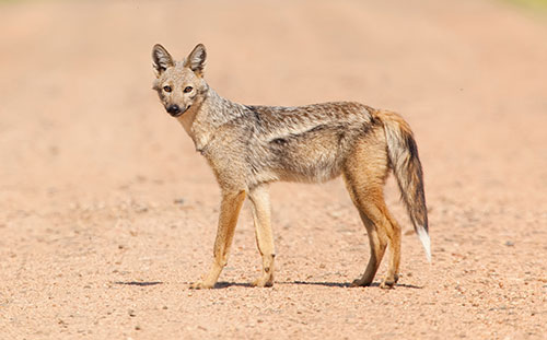 Side Stripe Jackal