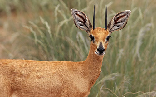 Steenbuck