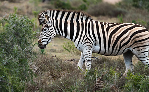 Zebra
